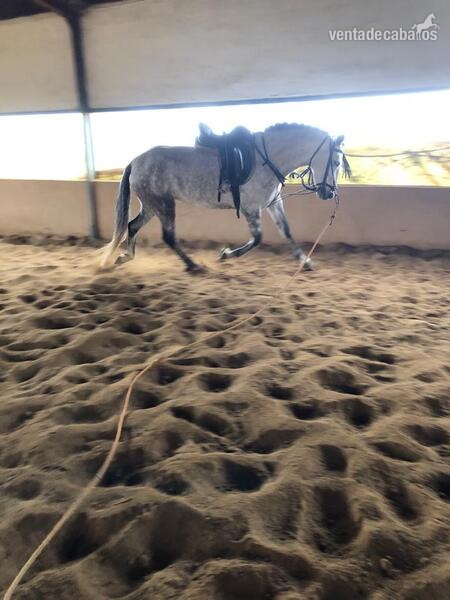 Caballos Pura Raza Española (P.R.E.) Pura Raza Español - Se vende Yegua PRE con carta