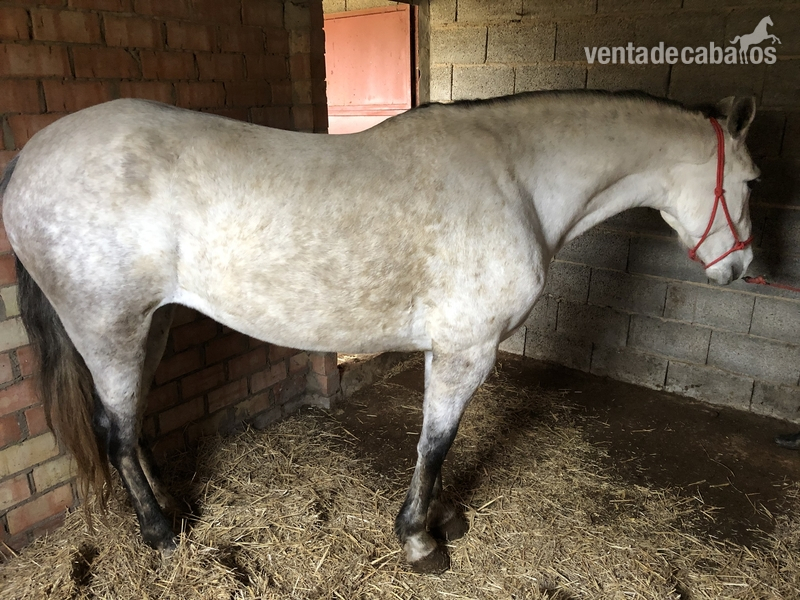 Se vende Yegua PRE con carta - Pura Raza Español