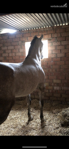 Se vende Yegua PRE con carta - Caballos Pura Raza Española (P.R.E.)