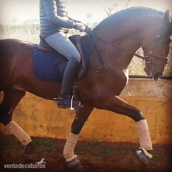 PRE FUNCIONAL DOMA CLASICA in 