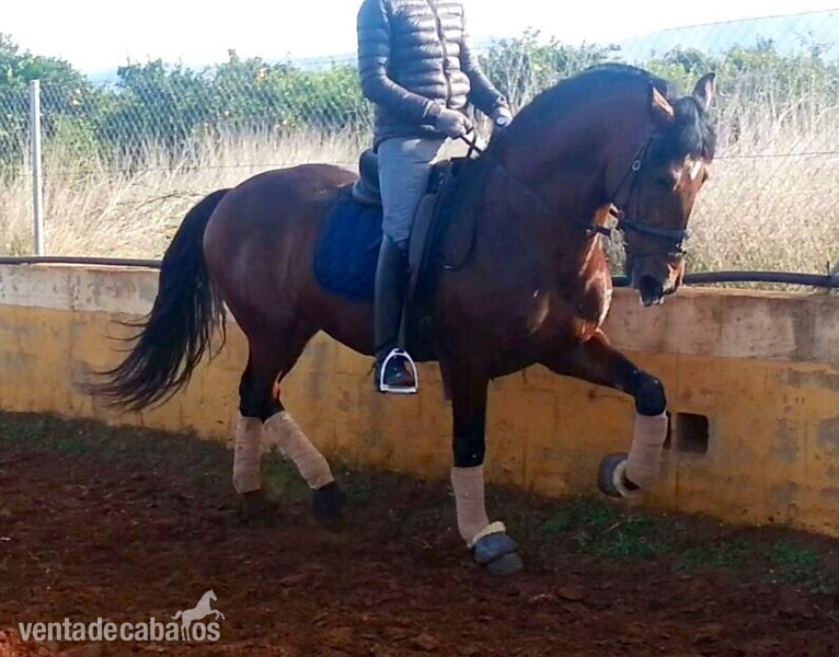 Caballos Pura Raza Española (P.R.E.) Pura Raza Española - PRE FUNCIONAL DOMA CLASICA