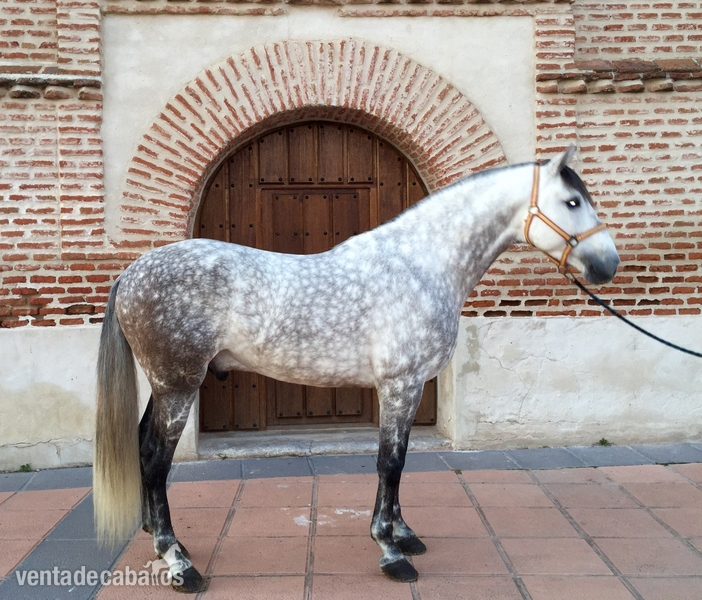 ESPECTACULAR PURA RAZA ESPAÑOL in 