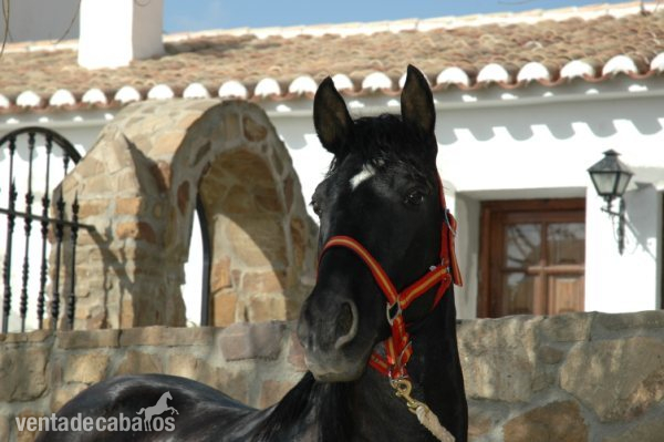 Caballo PRE negro in 