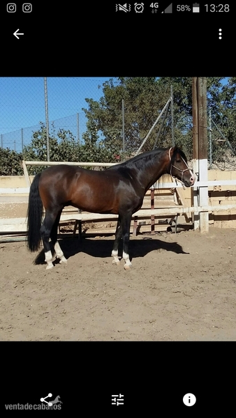 Venta de Caballo P.R.E in 