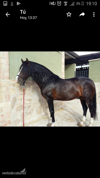 Caballos Pura Raza Española (P.R.E.) Martinez Boloix - Venta de Caballo P.R.E
