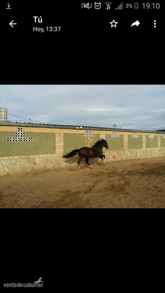 Venta de Caballo P.R.E - Caballos Pura Raza Española (P.R.E.) Martinez Boloix