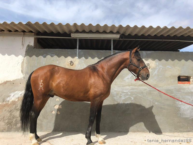 VENTA DE CABALLO LUSITANO in 