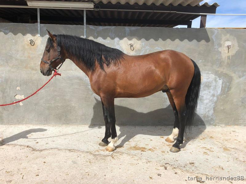Lusitano