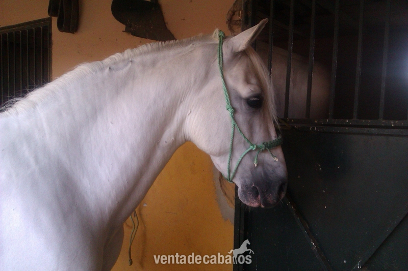 se vende caballo español in 