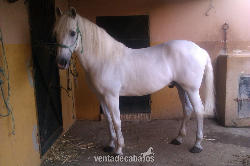 Caballos Capados Pura Raza Española - se vende caballo español
