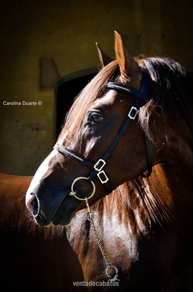 Caballo Puro Lusitano in 