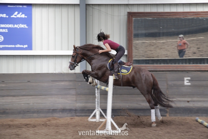 Caballo Puro Lusitano - Caballos Enteros in 
