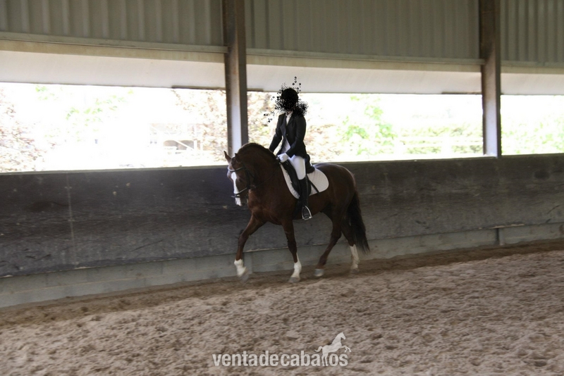 Lusitano