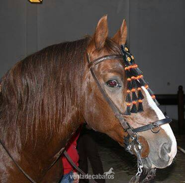Lusitano {TYPE}