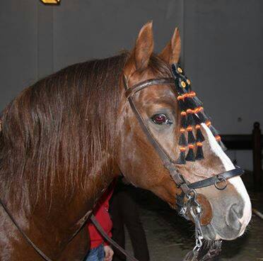 Lusitano {TYPE}