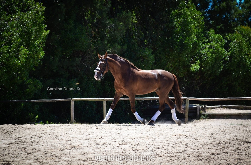 Caballos Enteros Lusitano - Caballo Puro Lusitano