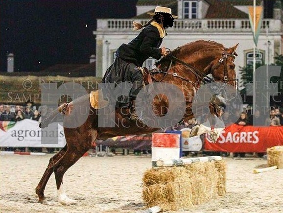 Caballo Puro Lusitano - Caballos Enteros Lusitano