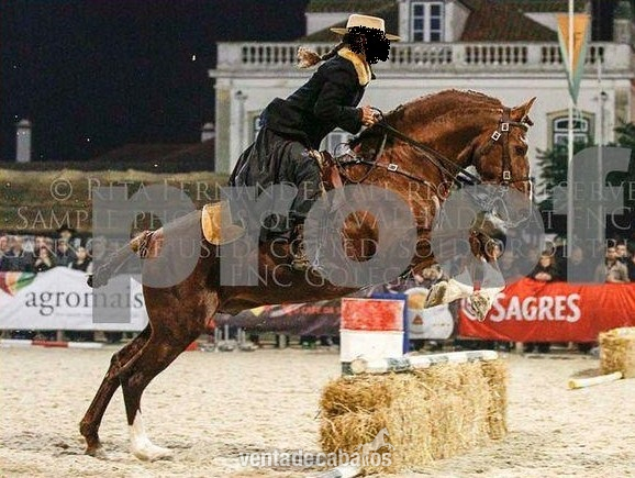 Caballo Puro Lusitano - Caballos Enteros Lusitano