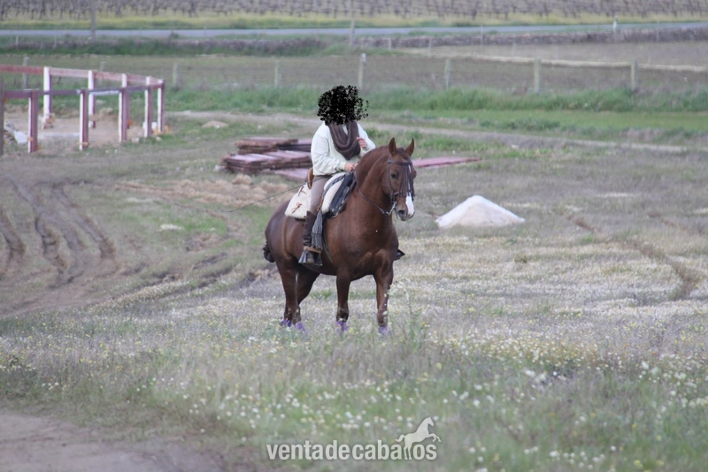 Caballo Puro Lusitano - Lusitano