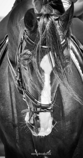 Caballo Puro Lusitano - Caballos Enteros