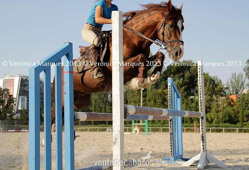 Caballo Puro Lusitano