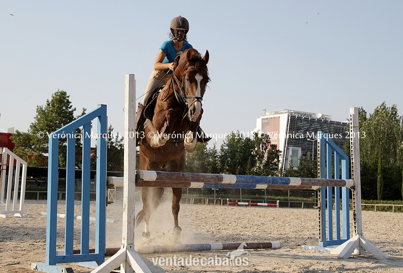  Caballo Puro Lusitano