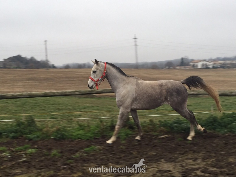 Caballo pura raza arabe in 