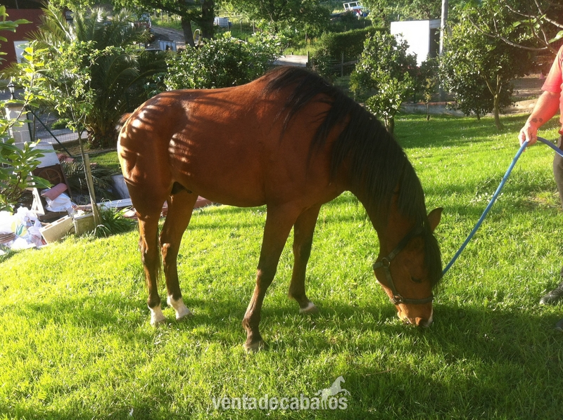 Se vende caballo arabe puro con papeles in 