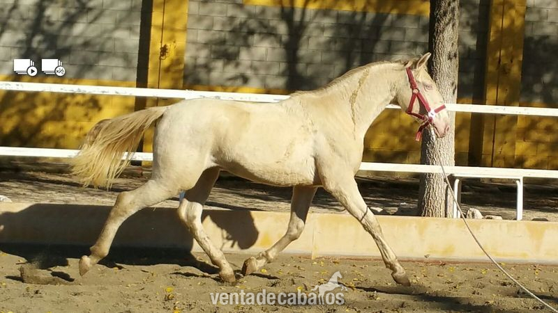 ALBINO PURA RAZA ESPAÑOLA in 