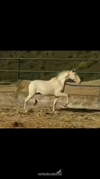 Caballos Pura Raza Española (P.R.E.) Pura Raza Española - ALBINO PURA RAZA ESPAÑOLA