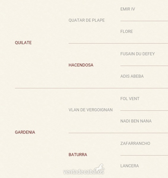 Angloarabe {TYPE}