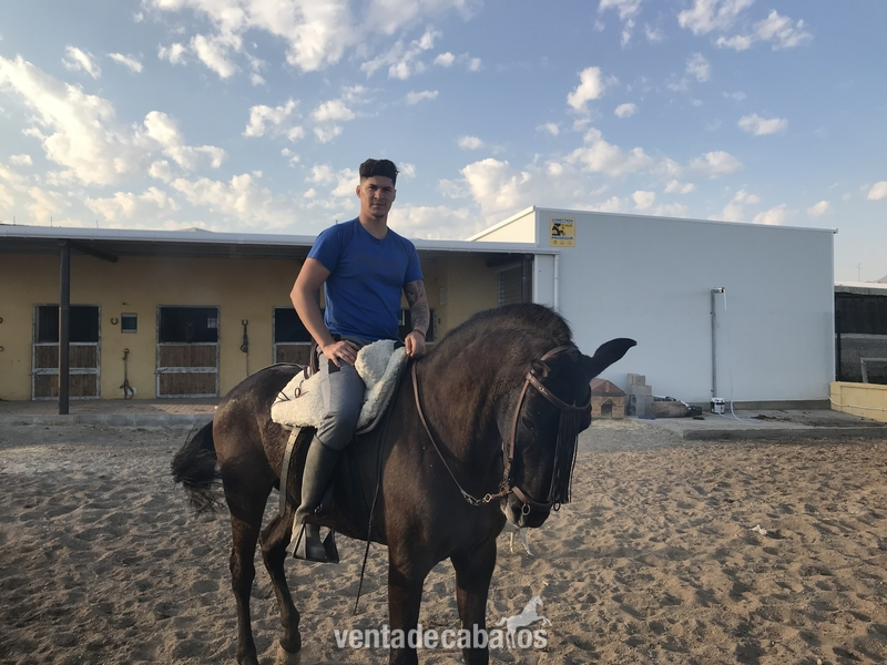 Trueno  jaca PRE  - Caballos Pura Raza Española (P.R.E.) in 