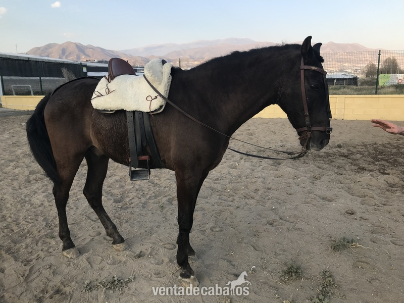 Trueno  jaca PRE  - Caballos Pura Raza Española (P.R.E.)