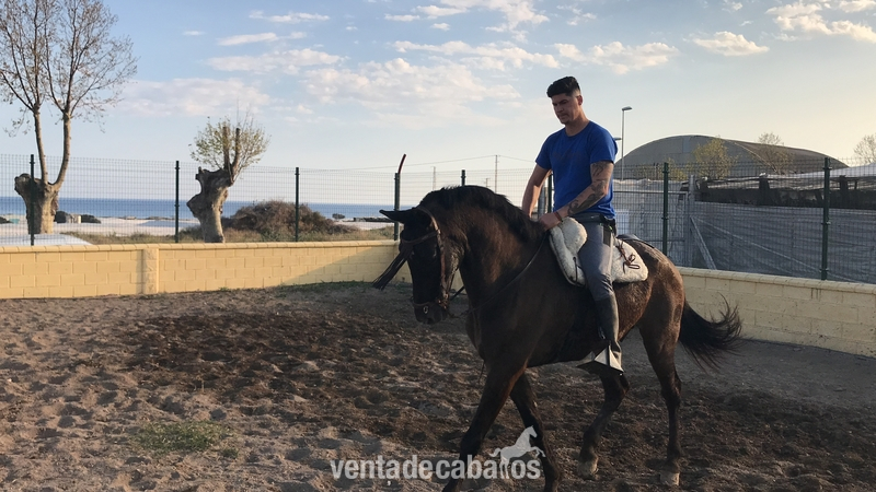 Caballos Pura Raza Española (P.R.E.) Pura Raza Española - Trueno  jaca PRE 