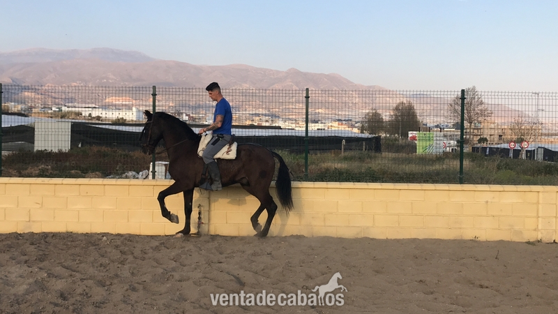Trueno  jaca PRE  - Caballos Pura Raza Española (P.R.E.) Pura Raza Española