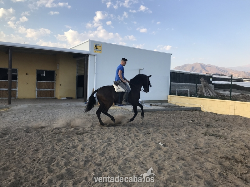Trueno  jaca PRE  - Caballos Pura Raza Española (P.R.E.)
