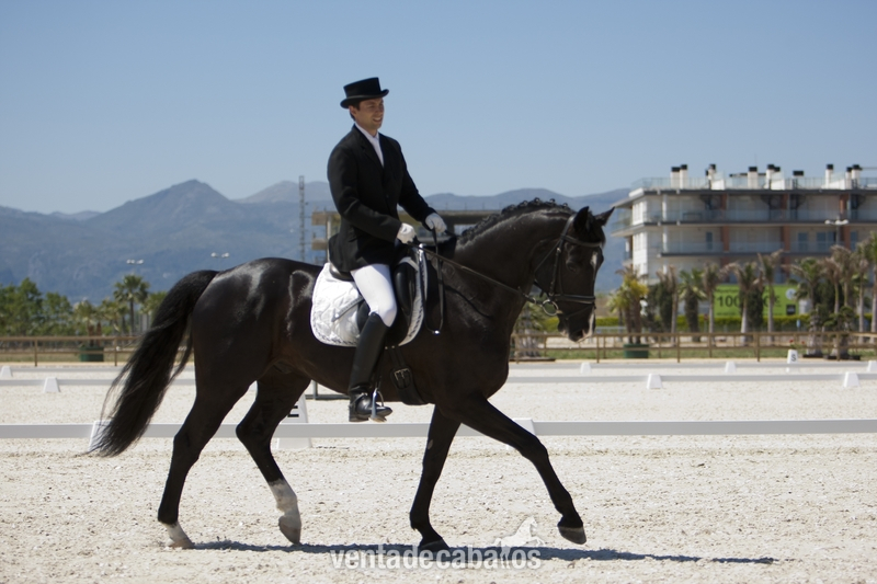 Vendo caballo doma clasica in 