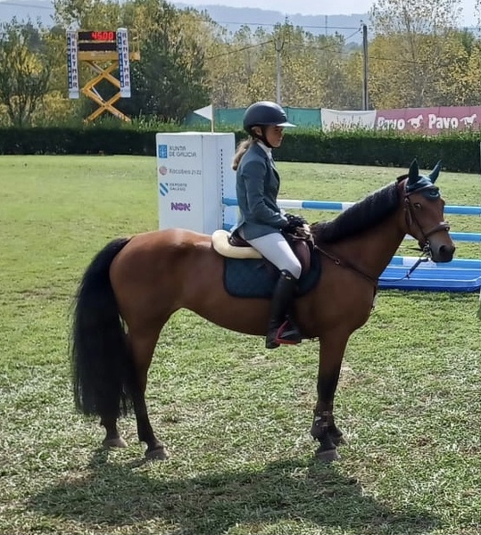 Irish poni