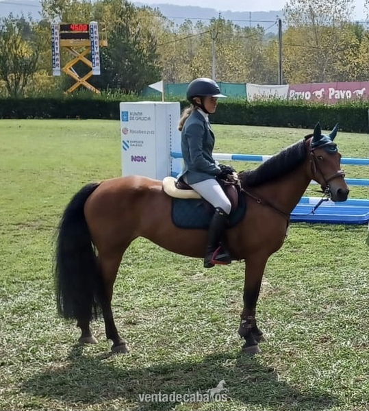 Irish poni