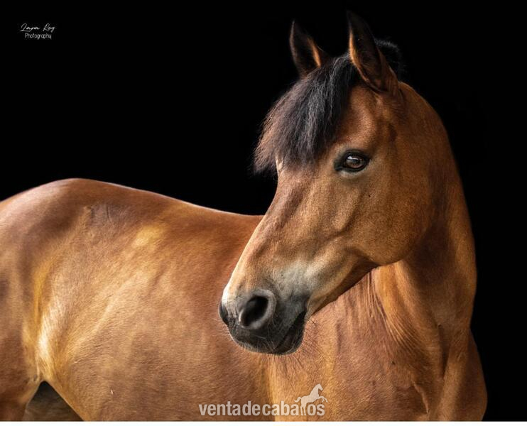 Irish poni {TYPE}