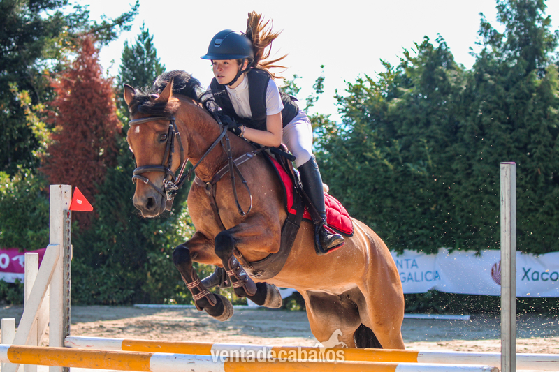 Ponis Pony Club Irish poni - Poni C en venta de salto