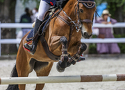 Poni C en venta de salto