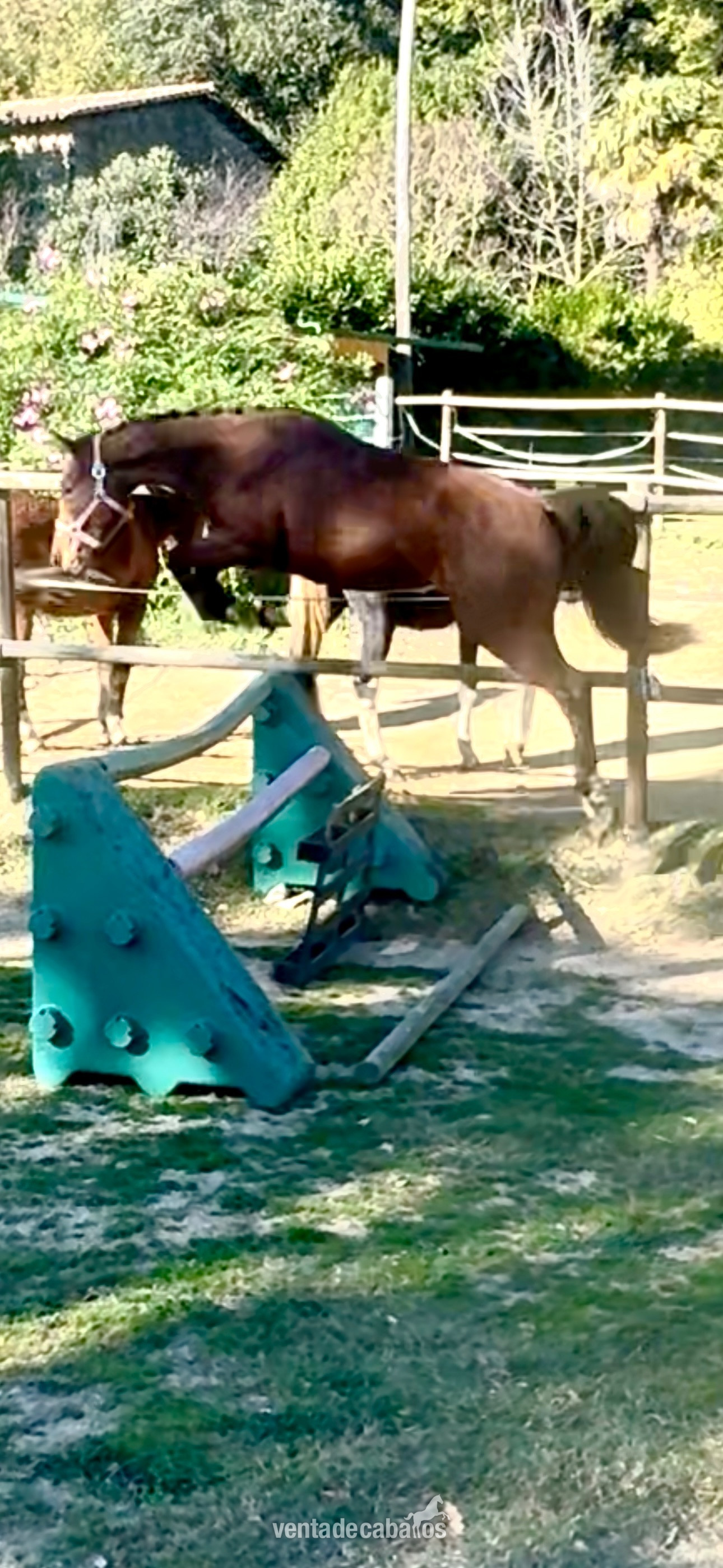 Vendo yegua de salto joven in 