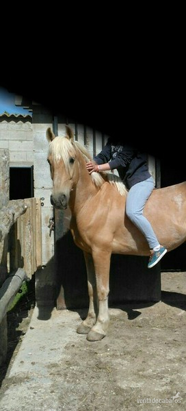 LUSITANO YEGUADA LA PERLA in 