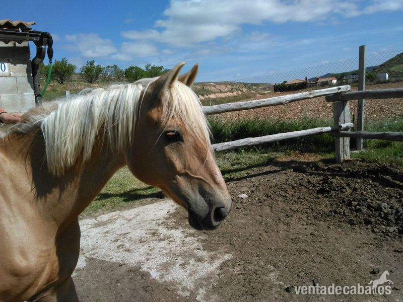 Lusitano