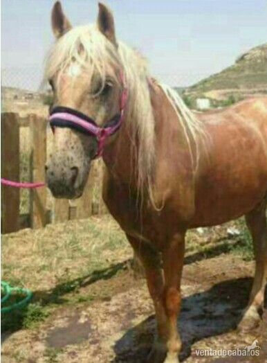 Lusitano {TYPE}