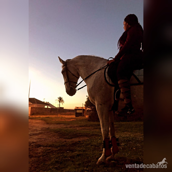 Busco cederme un buen caballo para salto y doma in 