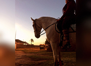 Busco cederme un buen caballo para salto y doma