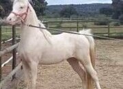 128cm Espectacular Cremello Poni Welsh B deporte, exhibicion, carro o cria 