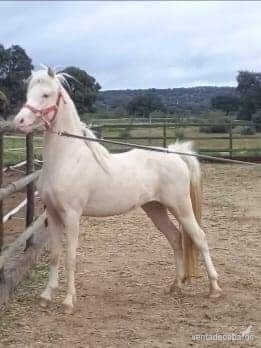 128cm Espectacular Cremello Poni Welsh B deporte, exhibicion, carro o cria  in 
